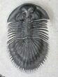 Well Preserved Thysanopeltis Trilobite #15382-1